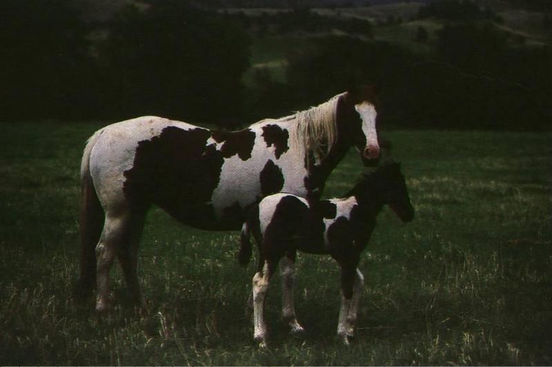 horse16d-Black Spotted Horses-Mom and Baby.jpg