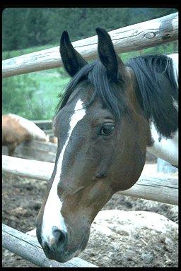 P097 095-Paint Horse-face closeup.jpg