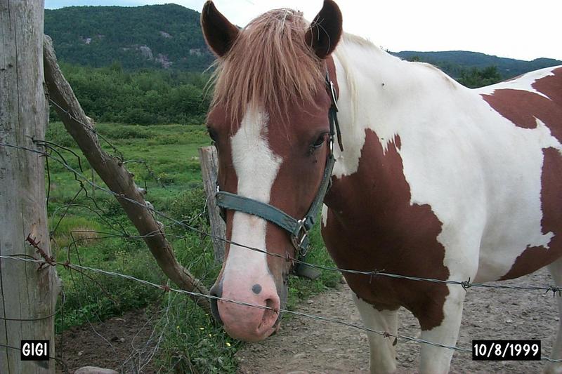 P0000285-Paint Horse-face closeup.jpg