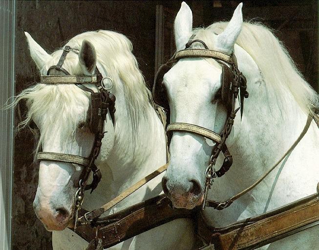 Percheron2-2 White Horses Head.jpg