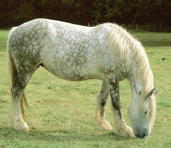 Shire1-Percheron-Dapple Gray Horse-Eating Grass.jpg