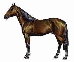 Horse Breeds-STANDARD-Standardbred Horse.jpg