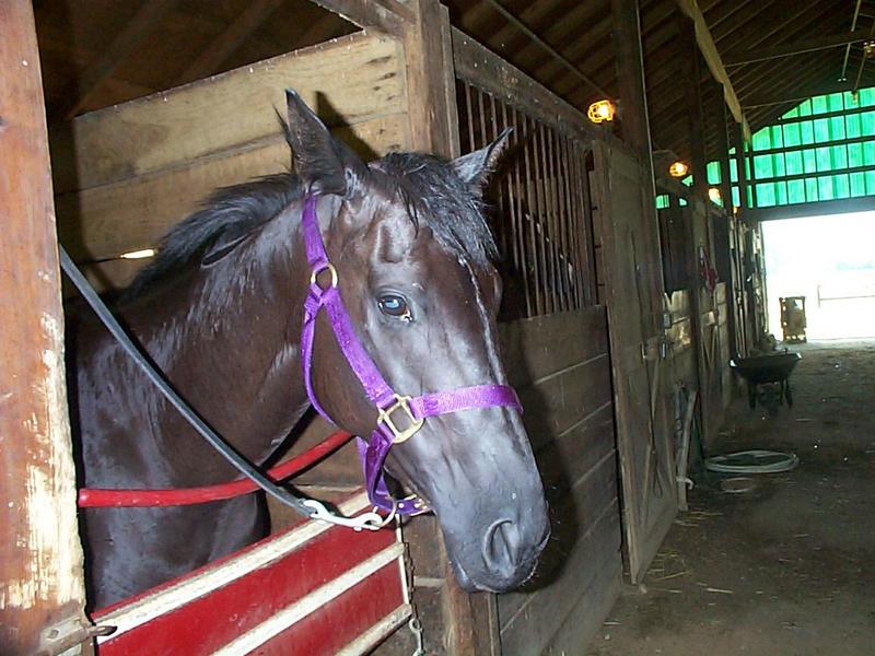 Fluffy8-Black Thoroughbred Horse-mare.jpg