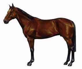 Horse Breeds-THOROBRD-Thoroughbred Horse.jpg