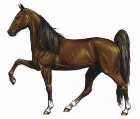 Horse Breeds-TENNWALK-Tennessee Walking Horse.jpg