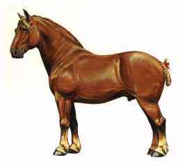 Horse Breeds-SUFFOLK-Suffolk Horse.jpg