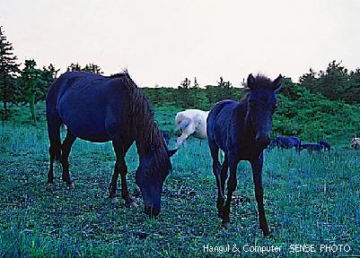 HNC-animal08-Cheju Pony Herd Horses.jpg