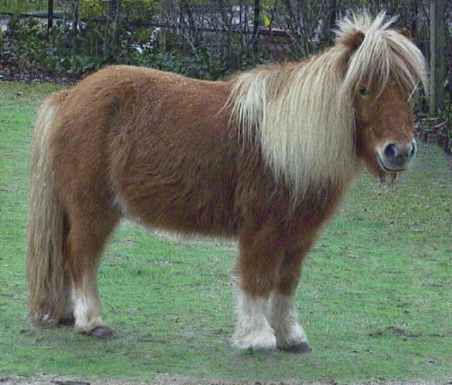 Pony-Horse-at London Zoo.jpg