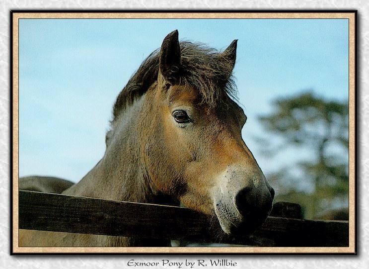 Wild Horses 006-Exmoor Pony-Face Closeup.jpg