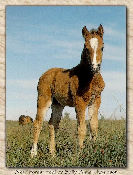 Wild Horses 005-New Forest Pony-Foal-Closeup.jpg