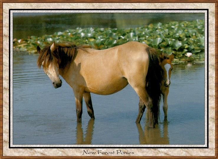 Wild Horses 008-New Forest Pony-Mare and Foal-In River.jpg