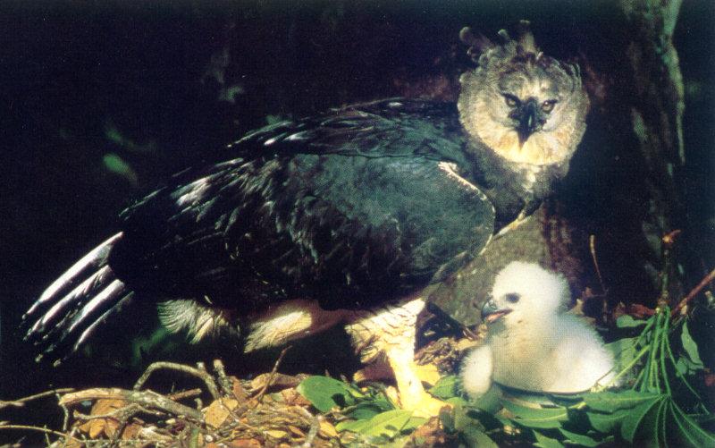 lj Harpy Eagle&Chick-Tapiche River Region Amazonia.jpg