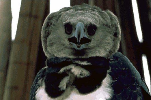 NGS-Harpy Eagle-Face Closeup.jpg