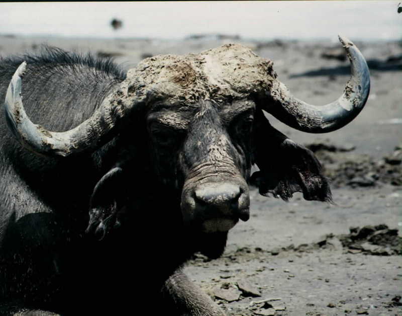 African Cape Buffalo Super Closeup.jpg