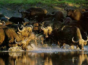 BUFFALO3-Cape Buffalos-herd crossing river.jpg