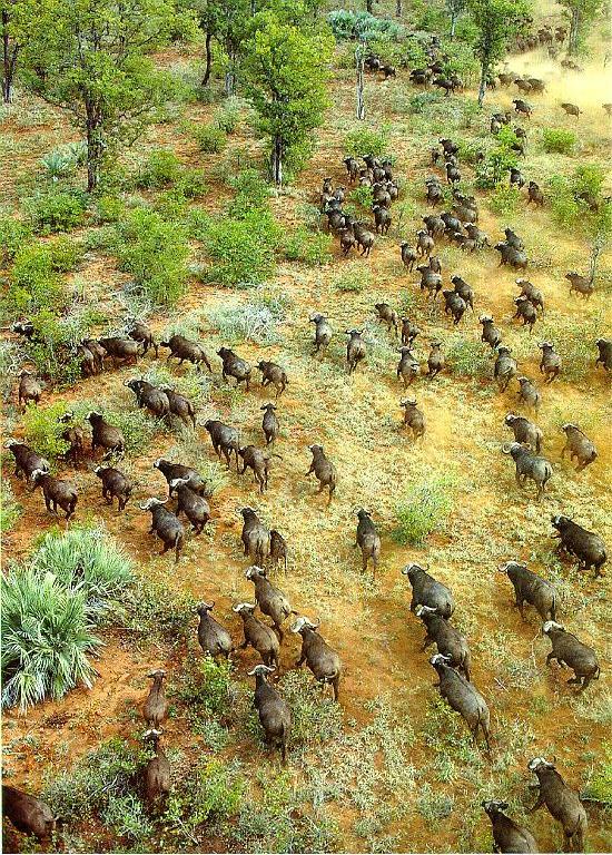 BUFFALO4-Cape Buffalos-herd running on plain.jpg