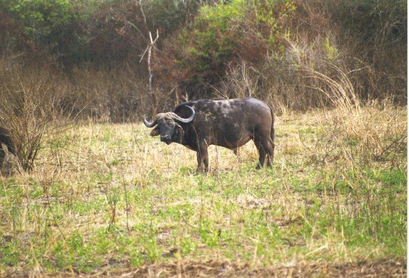 Cape Buffalo-standing in bush.jpg