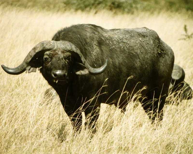 Cape Buffalo-syncerus caffer 4-standing on grass.jpg