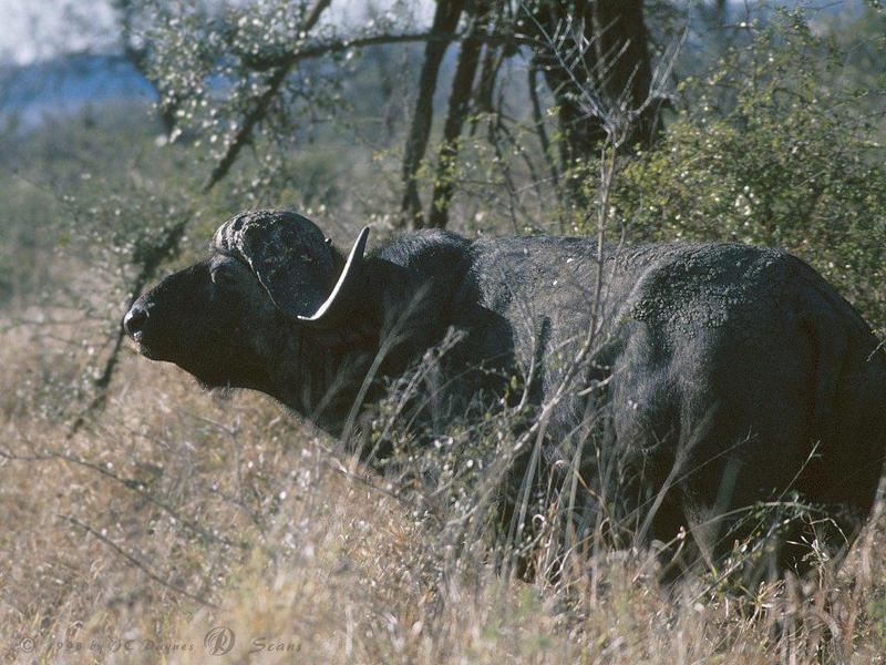 Cape Buffalo-syncerus caffer 5-standing in bush.jpg