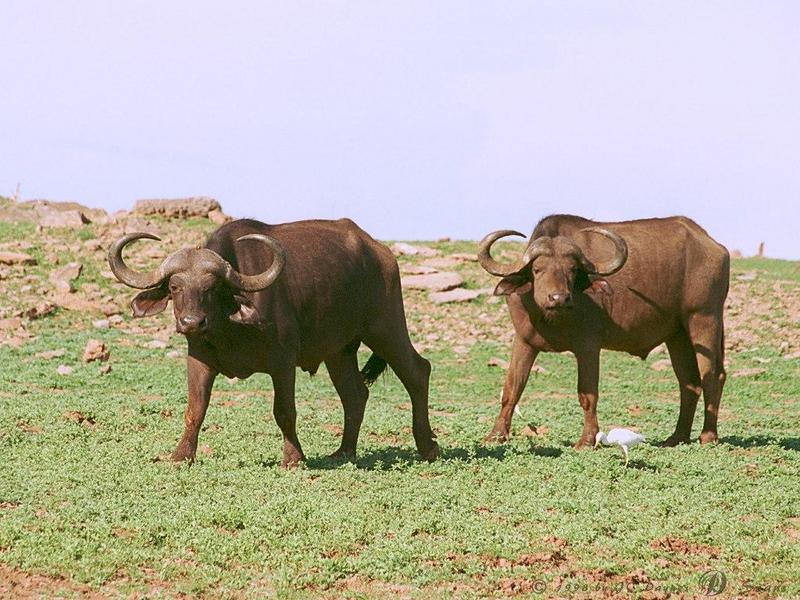capebuf01l-Cape Buffalos-pair walking on grass.jpg