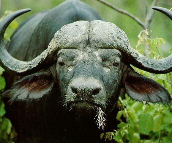 Cape Buffalo.jpg