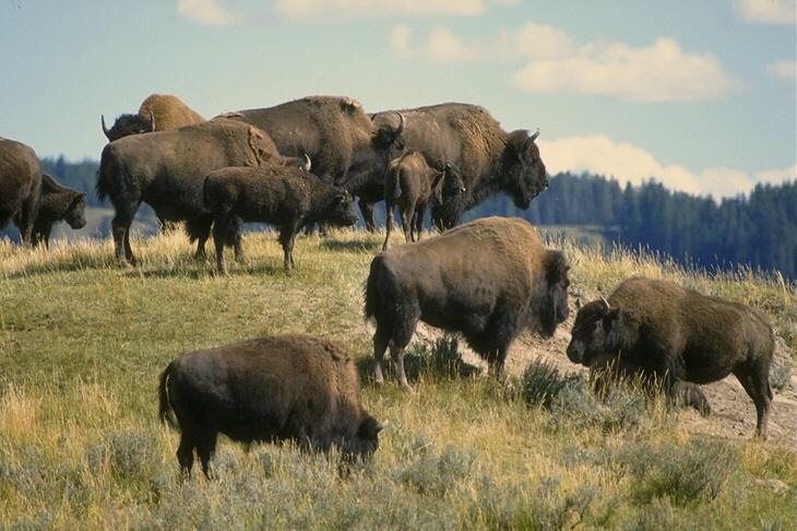 American Bison-Bison bison 1-herd on hill.jpg