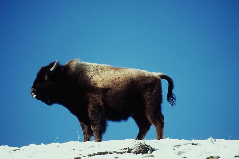 American Bison-Bison bison 3-standing on snow hill.jpg