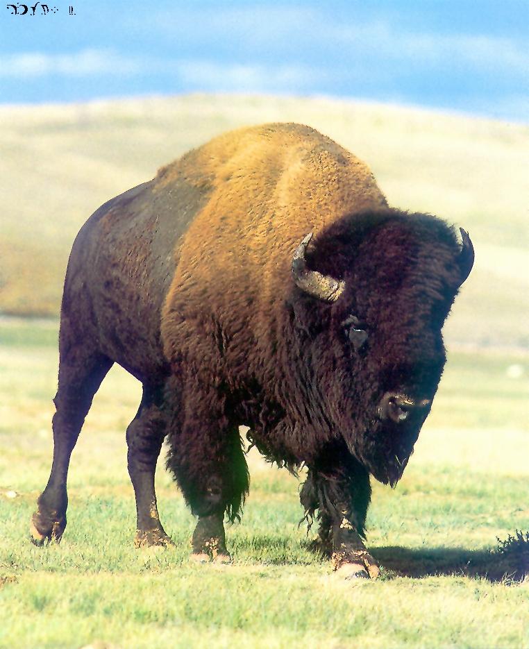 American Bison-walking on grassland.jpg