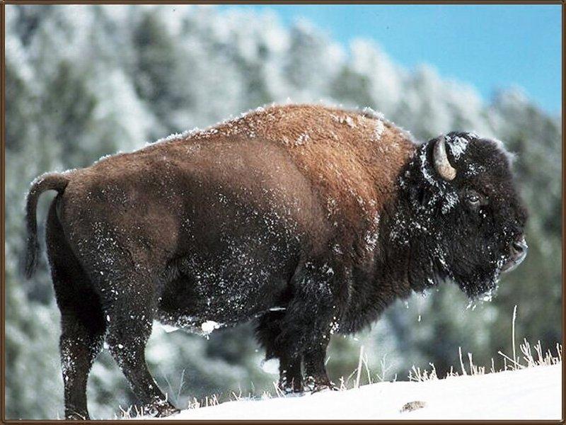 American Bison 01-Standing on snow hill.jpg