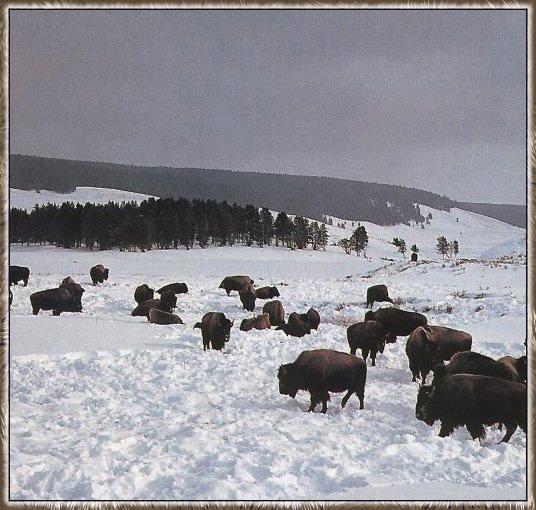 American Bison 02-Herd-On-Snow.jpg