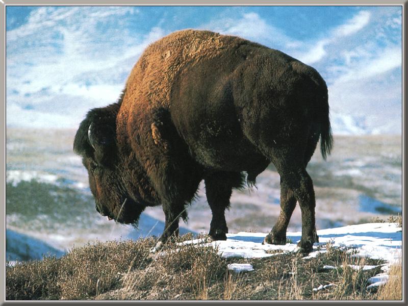 American Bison 02-Looks down on the snow hill.jpg