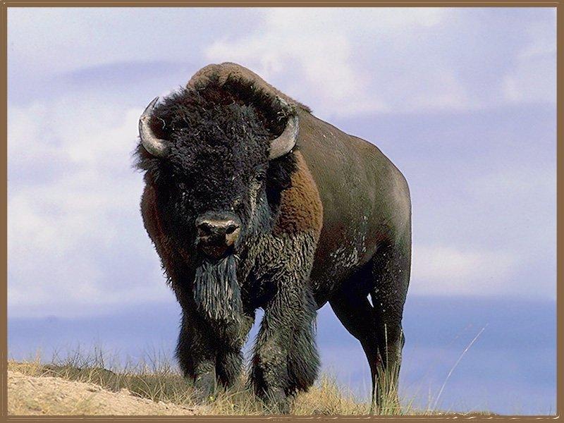 American Bison 03-Standing on hill-Closeup.jpg