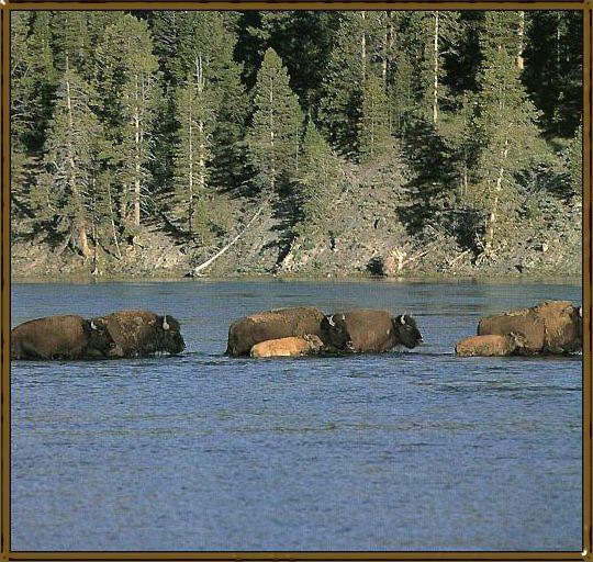 American Bison 04-Herd-Crossing-The-River.jpg