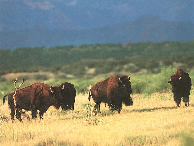 American Bison 22-Herd on grassland.JPG