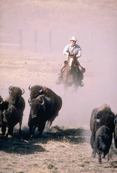 American Bison Roundup.jpg