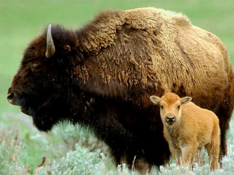 BABY20-American Bisons-mom and young in bush.jpg