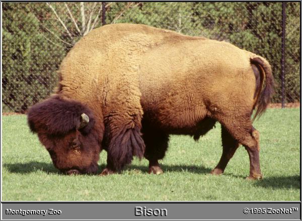 bison Montgomery Zoo.jpg