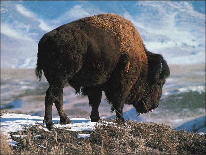 Bison On Snow Hill.jpg