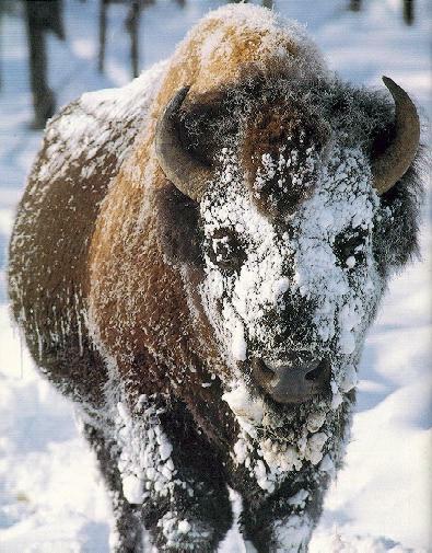 bison2-snow.jpg