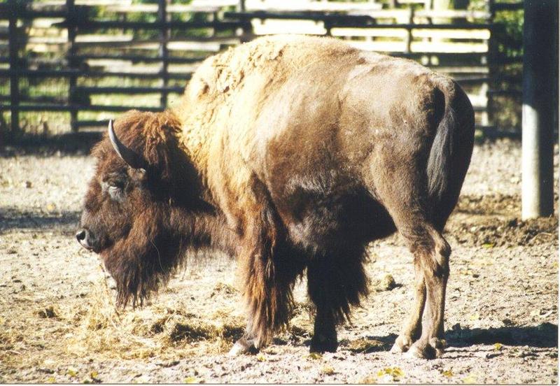 bison-American Bison.jpg