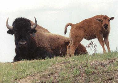 Bison-Mom and newborn Calf.jpg