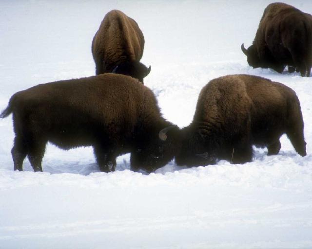 Bisons-On Snow-Confronting.jpg