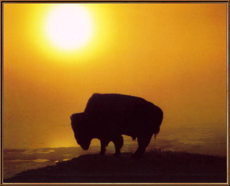 buffalo01-sj.jpg
