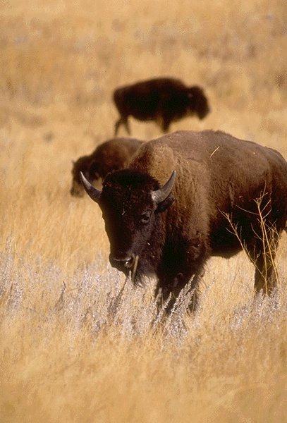 Buffalo1-American Bisons-on Autumn plain.jpg