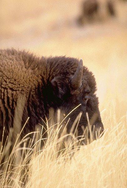Buffalo2-American Bison-face closeup on plain.jpg