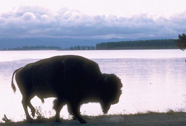 Buffalo2-American Bison-walking riverside.jpg