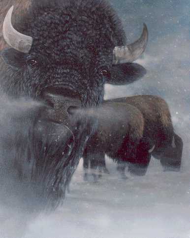 Buffalo-American Bisons.jpg