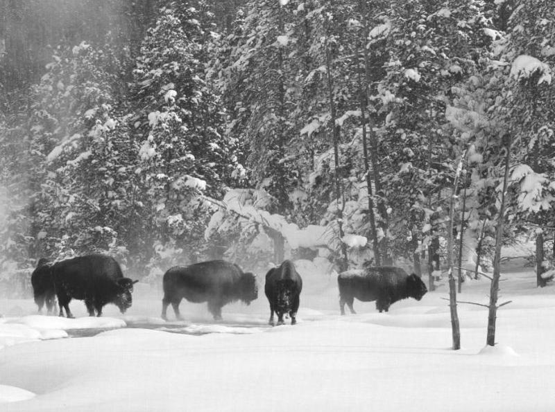 Buffaloes.jpg