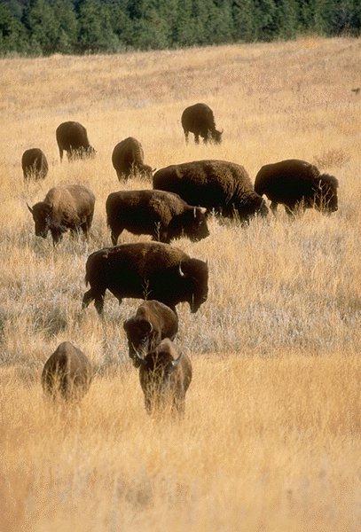 Buffalos1-Amrican Bisons-herd foraging on Autumn Grassland.jpg