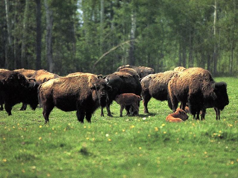 Buffalos-American Bisons-herd on grassland.jpg